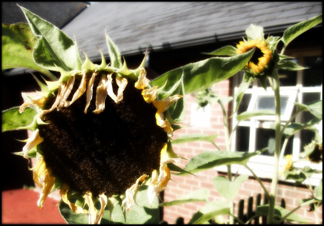 Sunflower soft