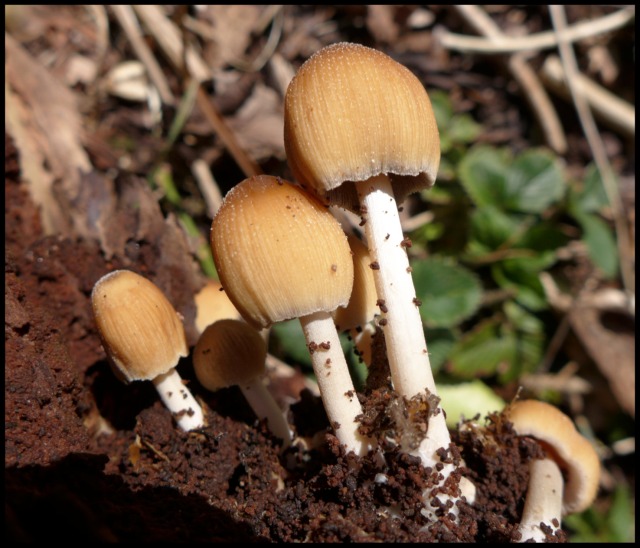 fungi01